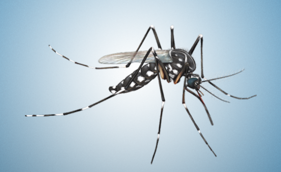 01_mosquito