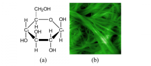 Figura 1. (a) Estrutura química da β-glicose e (b) fibras de celulose vistas ao microscópio. (Fonte: http://www.jpk.com/cellulose.110.html).