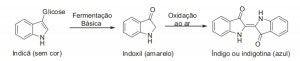 Figura 2. Processo de obtenção do índigo natural.